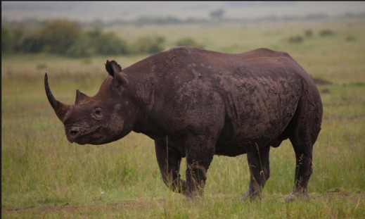 African Wildlife